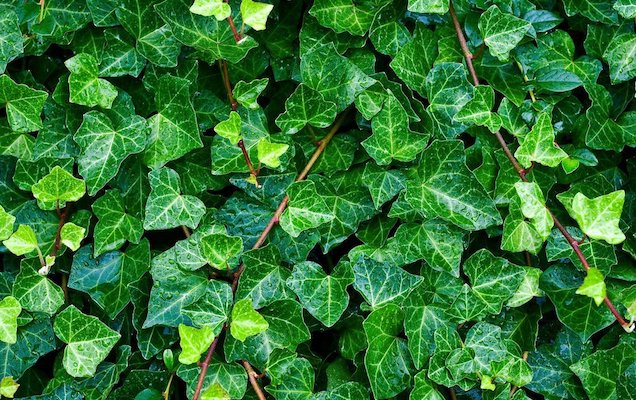 La lessive au lierre